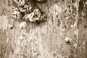 Faded roses on an old painted wooden background
