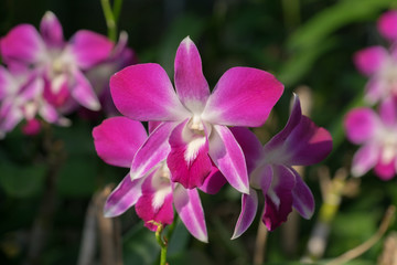 orchid flower in nature background