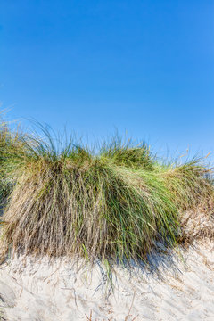 Dünengrass am Sandstrand