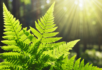 Fern leaf in the forest © vencav