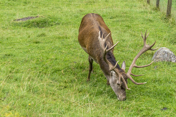 Rothirsch bei der Futtersuche auf einer Wiese