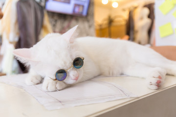 Vintage Cat fashion with sun glasses