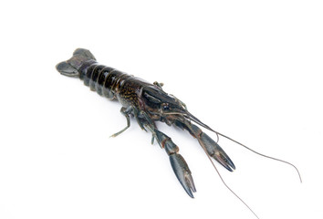 Lobster small size isolated on a white background