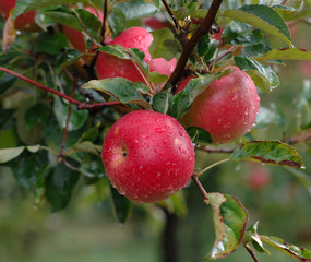 Apples on tree.