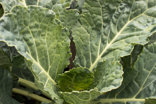 Collard Greens In The Garden