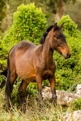 Obraz premium Cavallini selvaggi della Giara di Gesturi, Sardegna, Italia