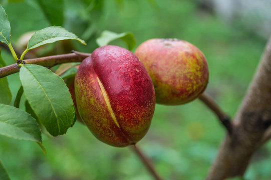 peach growing on a tree