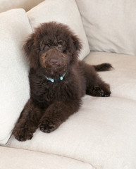 Chocolate labradoodle puppy dog lays on a soft beige couch. He is wearing a teal blue collar. Labradoodles are a cross between a poodle and a labrador retriever.