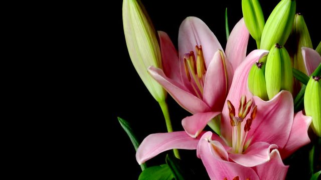 Time-lapse of pink Asiatic lily flowers blooming. Studio shot over black.