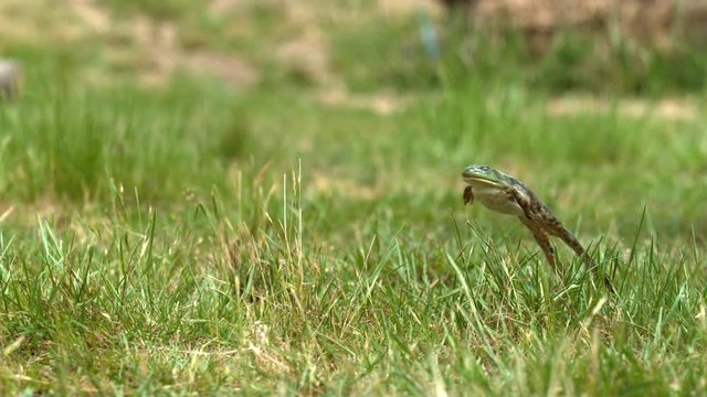 Slow motion shot of frog jumping
