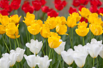 Meadow of red, yellow and white tulips 