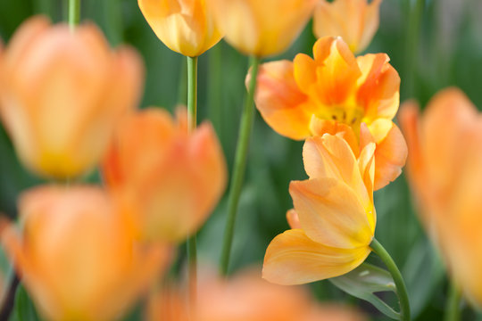 Meadow of orange tulips 