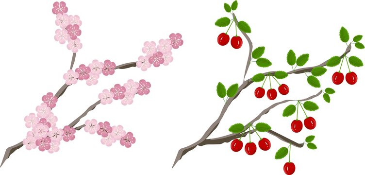 Painting blooming cherry branch and branch with fruits, vector illustration 
