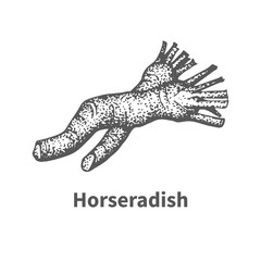 Vector illustration hand-drawn horseradish