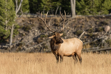 Bull Elk in Rut
