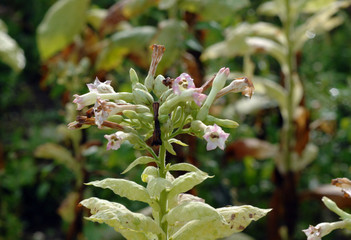 Close up of tobacco flower ,