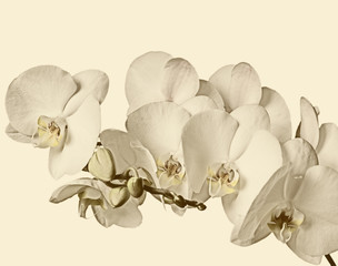 Branch of white orchids on a white background