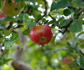 Apples on tree.