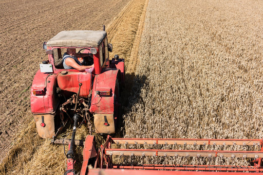 Farmer harvesting wheat rows on countryside field