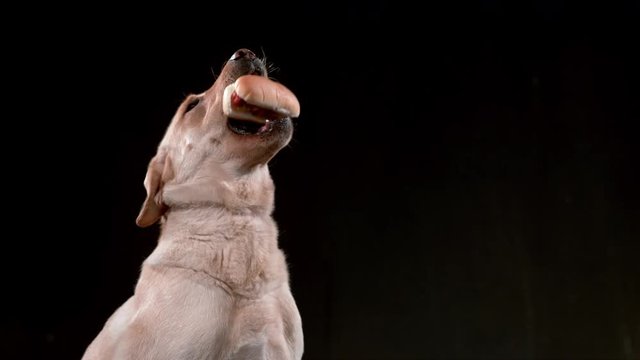 Dog catching hotdog in slow motion