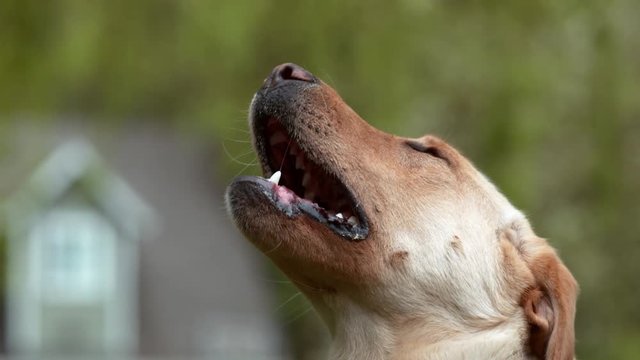 Closeup of dog catching treat in slow motion