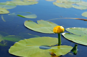 Water lily on the lake closeup.
