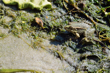 Frog in a pond close up.