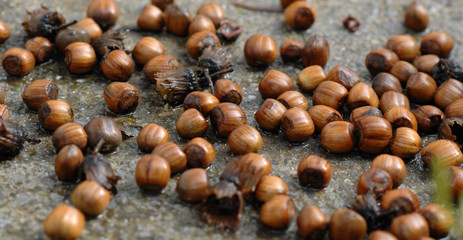 Close-up of hazelnuts on wet concrete