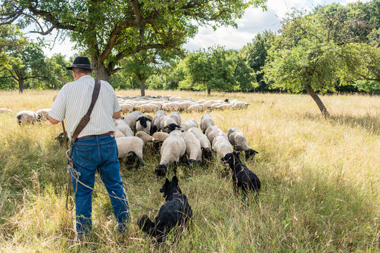 Shepherd and his dogs watching their flock of sheep grazing under the trees