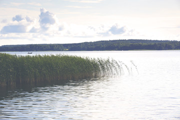 Shore grass with a vintage twist. 