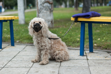 A dog in a muzzle and on a leash