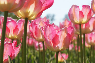 Yellow and pink tulips in sunlight