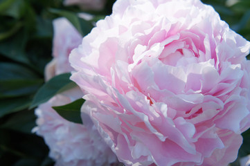 Pink and white peony flower head