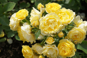 Bush of yellow roses flowers