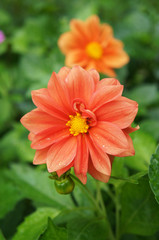 Red dahlia flower in garden