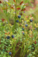 Bush of blueberry plant