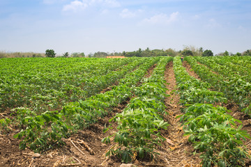 Tapioca farmland agriculture.