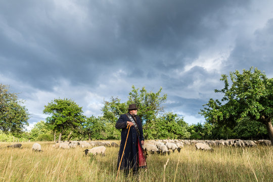 Shepherd in full uniform herding his flock of sheep as a thunderstorm is threatening