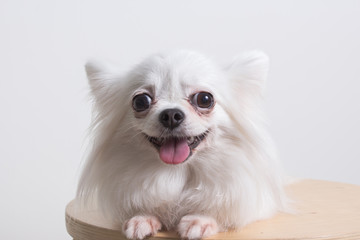 Chihuahua portrait , dog