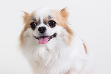 Chihuahua portrait , dog