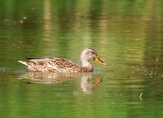 Close-up of a Wild Duck Bird, Mallard Duck (Anas platyrhynchos ) floats on water.