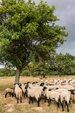 Flock of sheep standing on a meadow, one animal looking into the cam