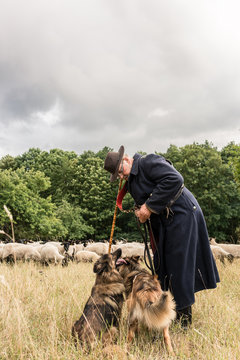 Shepherd with two sheep dogs herding the flock