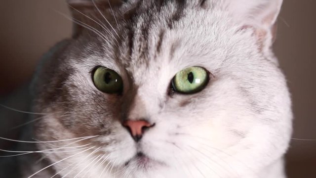 Close up beautiful gracious cat turning muzzle