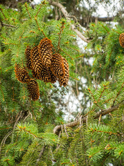 pine cone hanging in a fir tree