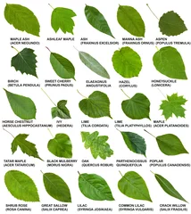 Crédence de cuisine en verre imprimé Lilas feuilles vertes d& 39 arbres et d& 39 arbustes avec des noms