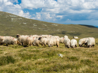 Obraz premium flock of sheep grazing on an alpine pasture in the summer