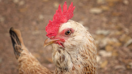 Closeup of Chicken Head and Comb