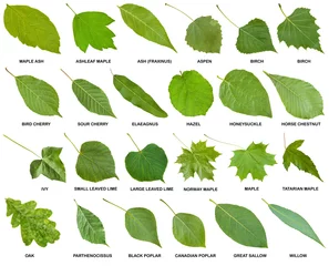 Crédence de cuisine en verre imprimé Lilas collection de feuilles vertes d& 39 arbres avec des noms