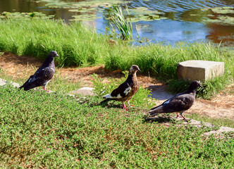Grey pigeon. Beautiful pigeon close up. City birds